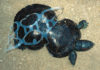 Plastic pollution chocking water bodies in Lebanon Mediterranean turtle pollution plastic
