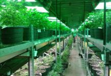 Lebanon’s economy could add “one-billion-dollar” cannabis industry