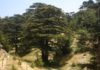 Lebanon’s cedar forests threatened by climate change Lebanon, cedar forests, climate change,