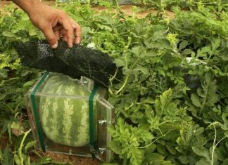 cube watermelons, Lebanon, agriculture,