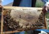 Beekeepers of Yemen and their famous Sidr honey Yemen, beekeepers, war, Sidr honey,