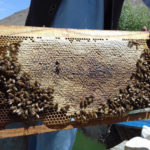 Beekeepers of Yemen and their famous Sidr honey Yemen, beekeepers, war, Sidr honey,