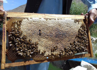 Beekeepers of Yemen and their famous Sidr honey Yemen, beekeepers, war, Sidr honey,