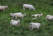 Cattle exports from Normandy to Iran comes to a grind Iran, France, U.S., United States, Washington, beef, cattle, exports, sanctions,