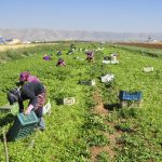 Why Lebanon should follow Africa’s path to Agriculture 4.0 agriculture lebanon