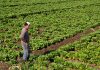 Agriculture in Lebanon: The glimmer of hope? lebanon agriculture