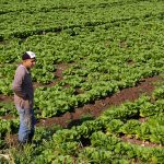 Agriculture in Lebanon: The glimmer of hope? lebanon agriculture