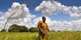 African Agriculture: AfCFTA’s unfulfilled promises (so far) africa agriculture AfCFTA