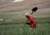 War in Lebanon: The Future of Agriculture and Food Security on the Verge of Collapse Lebanon agriculture