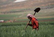 War in Lebanon: The Future of Agriculture and Food Security on the Verge of Collapse Lebanon agriculture