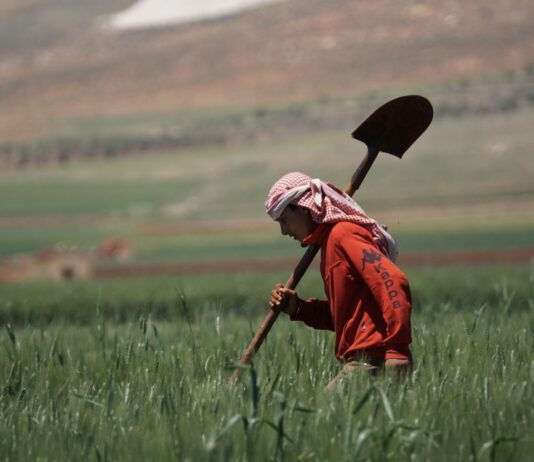 War in Lebanon: The Future of Agriculture and Food Security on the Verge of Collapse Lebanon agriculture